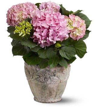 Pink Hydrangea Plant