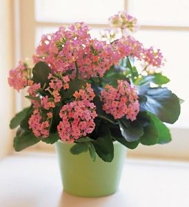 Pink Kalanchoe