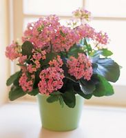 Pink Kalanchoe