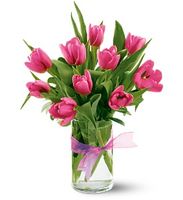 Pink Tulips