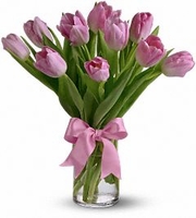 Pink Tulips
