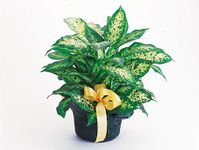 Plants