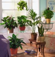 Plants