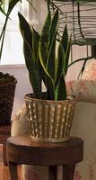 Plants Plants