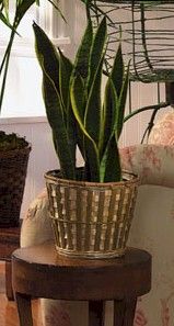 Plants