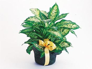 Plants