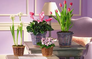  Plants & Flowering