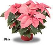 Poinsettia pink