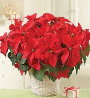 Poinsettia Plant 