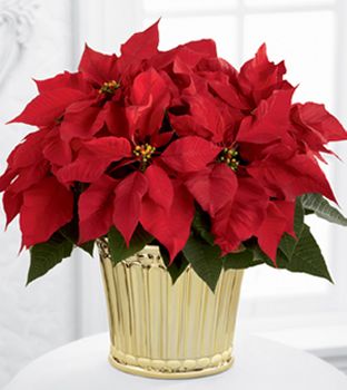Poinsettia Planter 