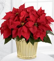 Poinsettia Planter Poinsettia Planter