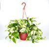 Pothos Marble Queen  