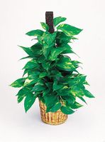 Pothos Plants