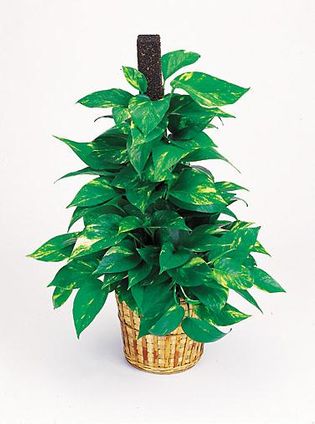 Pothos Plants