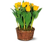 Potted Yellow Tulips Potted Yellow Tulips