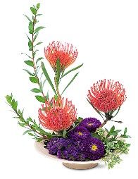 Protea Paradise