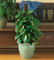 Proud Pothos