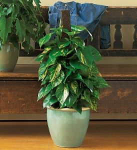 Proud Pothos