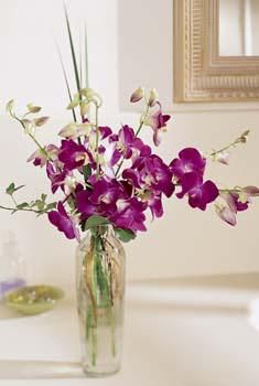  Purple orchids 