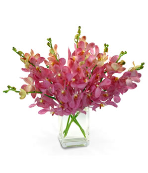 Purple Orchids