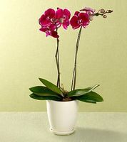 Purple phalaenopsis Plant gifts Purple phalaenopsis Plant gifts