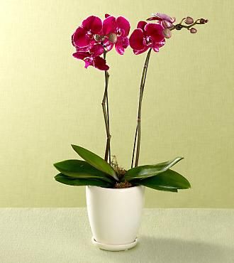 Purple phalaenopsis Plant gifts