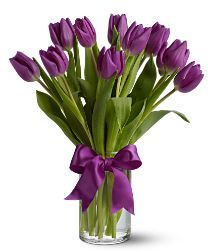 Purple Tulips