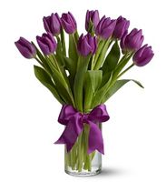 Purple Tulips 