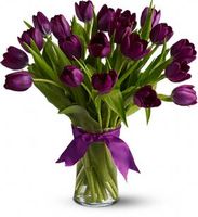 Purple Tulips