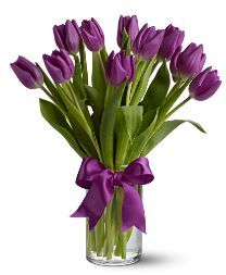Purple Tulips Flowers