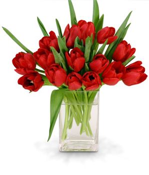 Radiant Red Tulips 