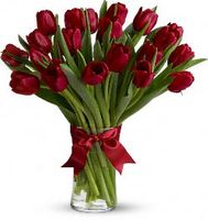 Radiantly Red Tulips