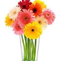 Rainbow Gerbera Rainbow Gerbera