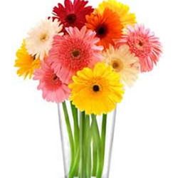 Rainbow Gerbera