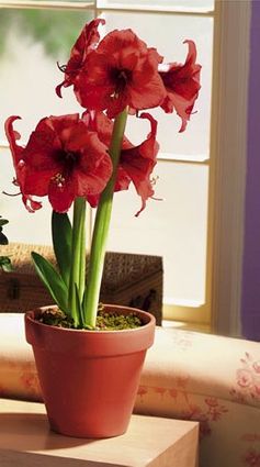Red Amaryllis