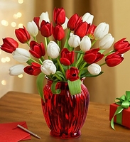Red and White Tulips
