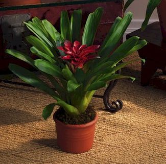 Red Bromeliad Medium