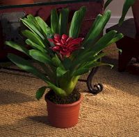 Red Bromeliad Medium Red Bromeliad Medium