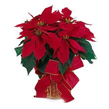 Red Poinsettia 