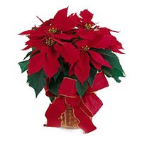 Red Poinsettia 