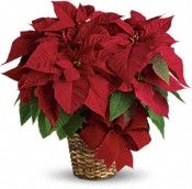 Red Poinsettia small 6inches