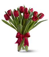 Red Tulips