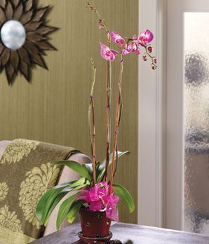 Regal Orchids