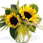 sassy sunflower xtra sassy sunflower xtra