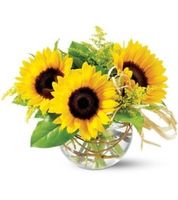 Sassy Sunflowers Sassy Sunflowers