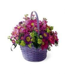Shades Of Purple 