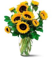 Shining Sunflowers Shining Sunflowers