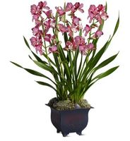 Simply Cymbidium plants