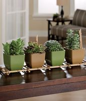 Simply Succulents Simply Succulents