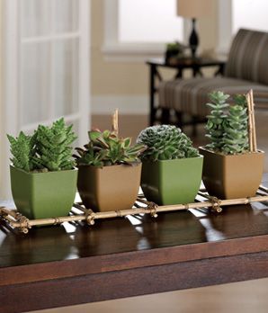 Simply Succulents
